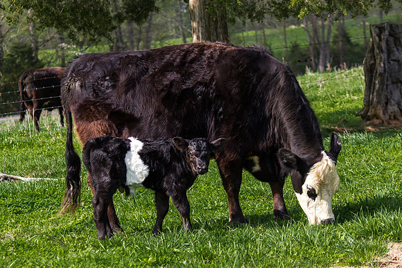 Belted Galloway Cows-0774.jpg