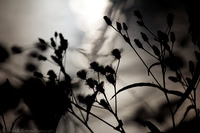 Fine Art, Special Order and Limited Editions