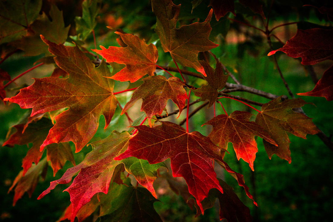 "Maple Illumination"