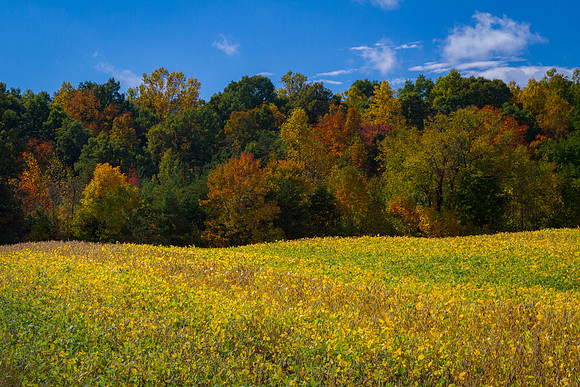 "Yellow Field of Cross County"