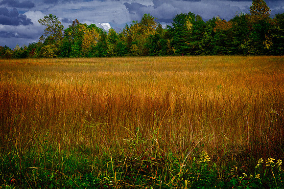 "Field of Purple Grass"