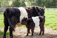 Belted Galloway Cows-0713.jpg