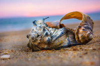 Fine Art, Special Order and Limited Editions