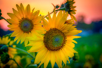 "Sunrise Sunflower"