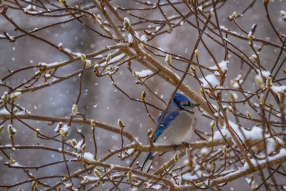 "Snowy Blue Jay"