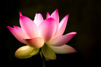 Fine Art, Special Order and Limited Editions
