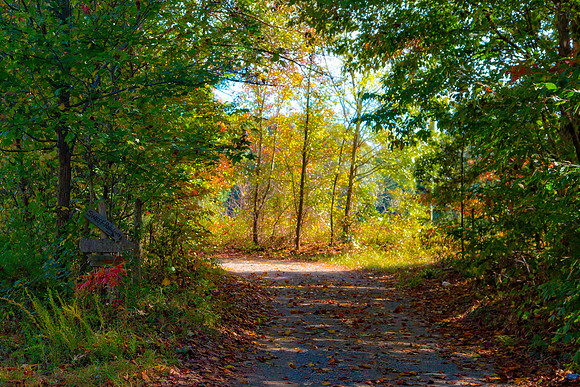 "Into the Grove".jpg