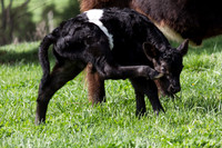 Belted Galloway Cows-0789.jpg