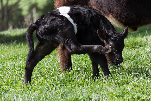 Belted Galloway Cows-0789.jpg