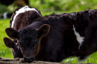 Belted Galloway Cows-0843.jpg