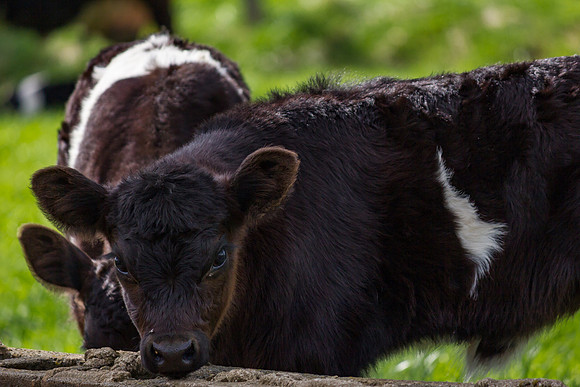 Belted Galloway Cows-0843.jpg