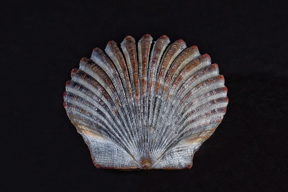 "Scallop Shell"