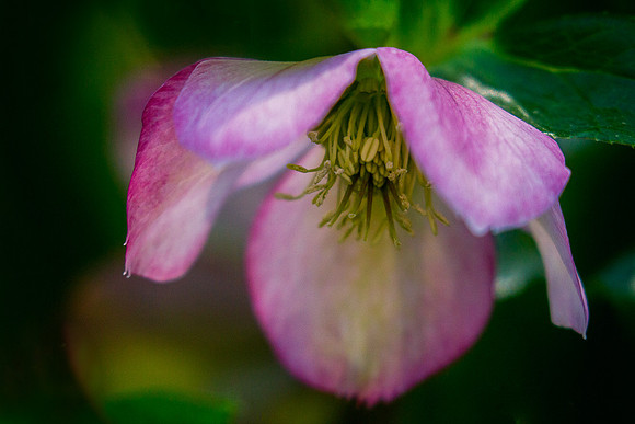 "Hellebore"