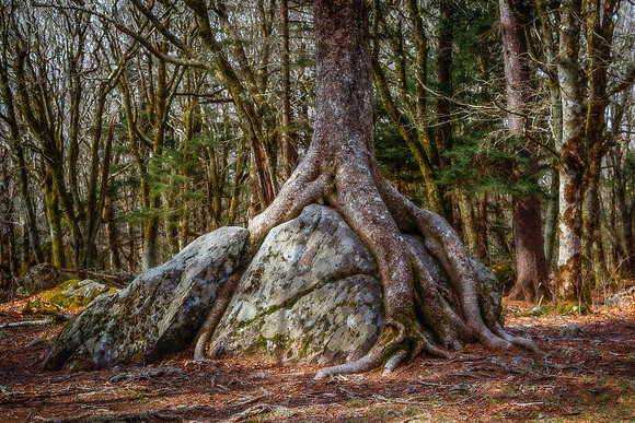 "Twin Pinnacle Tree Tentacles"