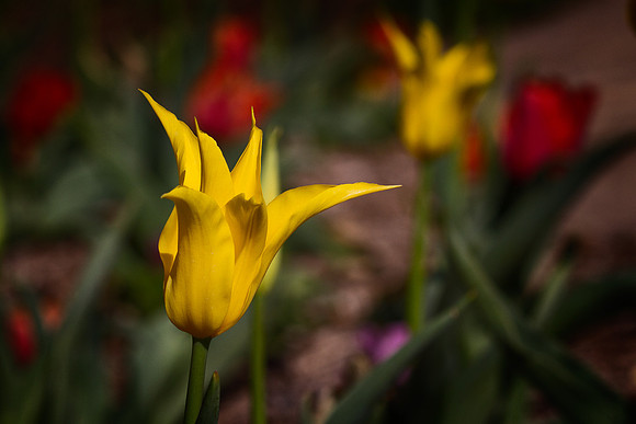 "Yellow Star-Tulip"