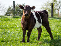 Belted Galloway Cows-0822.jpg