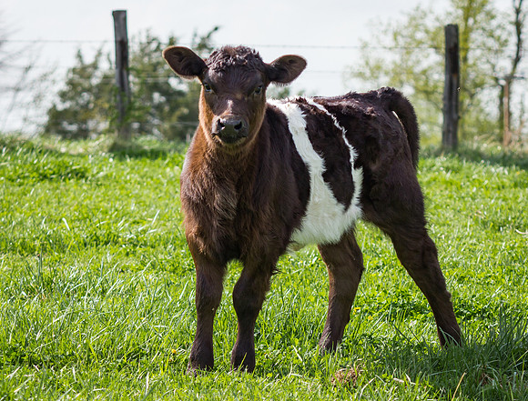 Belted Galloway Cows-0822.jpg