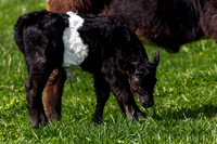 Belted Galloway Cows-0776.jpg