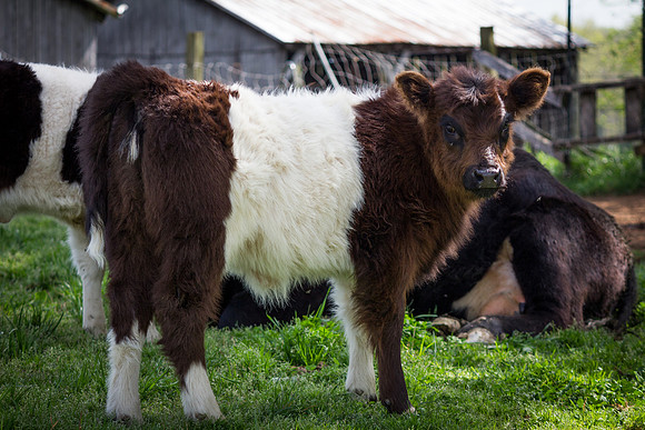 Belted Galloway Cows-0747.jpg