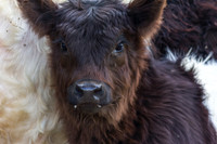 Belted Galloway Cows-0720.jpg