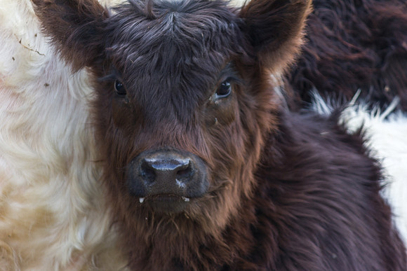 Belted Galloway Cows-0720.jpg