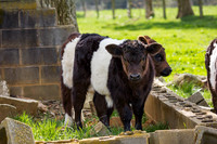 Belted Galloway Cows-0848.jpg