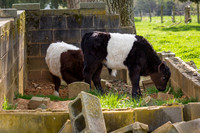 Belted Galloway Cows-0847.jpg