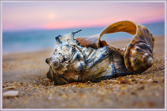 Sunshine Seashell