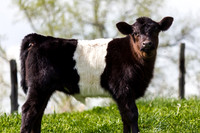 Belted Galloway Cows-0805.jpg