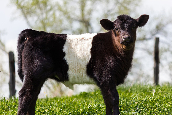 Belted Galloway Cows-0805.jpg