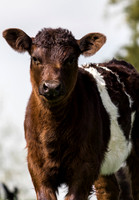 Belted Galloway Cows-0800.jpg