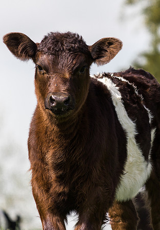 Belted Galloway Cows-0800.jpg