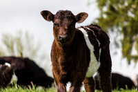 Belted Galloway Cows-0801.jpg