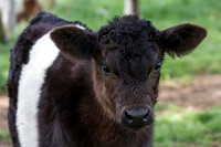 Belted Galloway Cows-0708.jpg