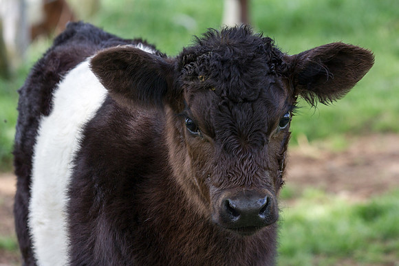 Belted Galloway Cows-0708.jpg
