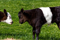 Belted Galloway Cows-0796.jpg