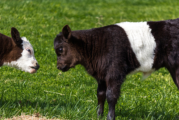 Belted Galloway Cows-0796.jpg
