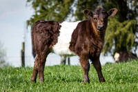 Belted Galloway Cows-0809.jpg