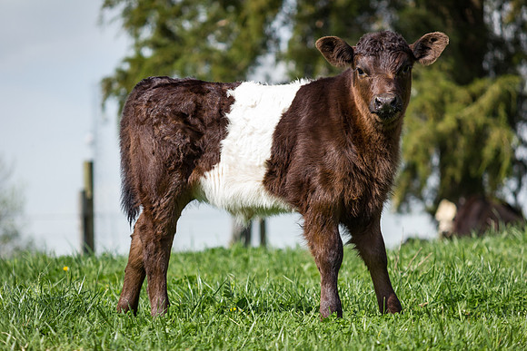 Belted Galloway Cows-0809.jpg