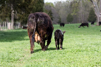 Belted Galloway Cows-0773.jpg