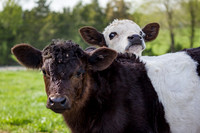 Belted Galloway Cows-0745.jpg