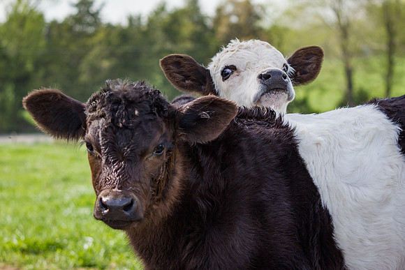 Belted Galloway Cows-0745.jpg