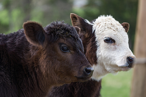 Belted Galloway Cows-0724.jpg