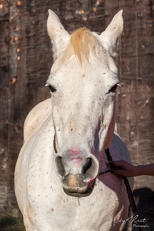 A Girl and Her Horse-0698
