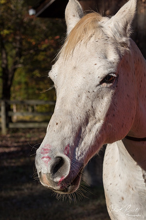 A Girl and Her Horse-0689