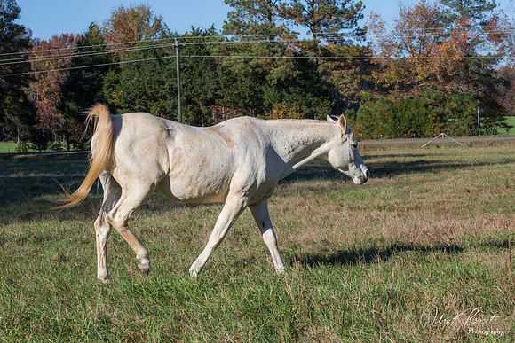 A Girl and Her Horse-0578