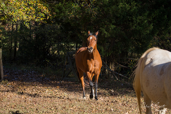 A Girl and Her Horse-0659