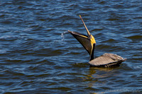 Pelican Gulp