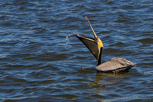 Pelican Gulp