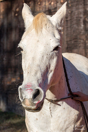 A Girl and Her Horse-0699